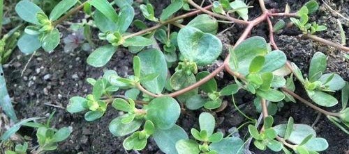 亚洲国产青草视频,探寻东方田园风情