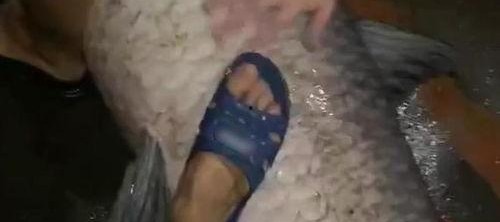 青鱼视频国产3,探索青春光影下的情感世界